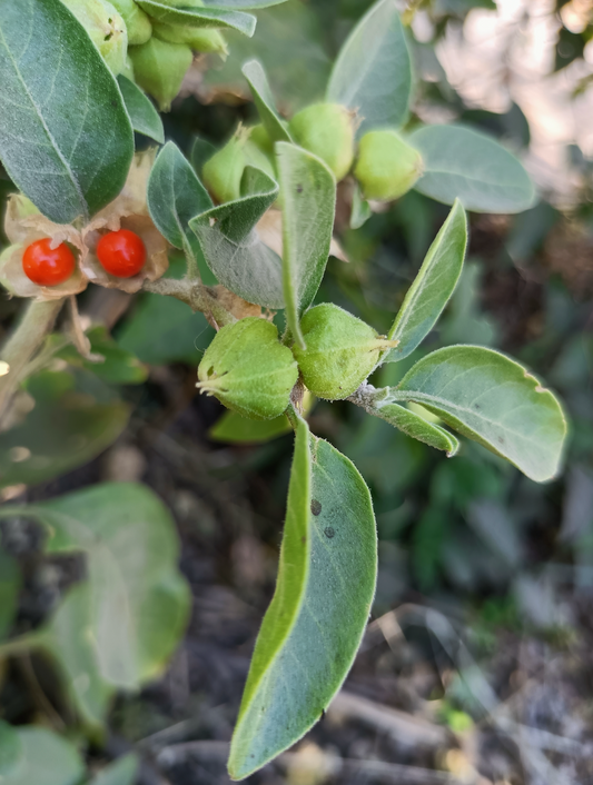¿La ashwagandha una raíz milagrosa?