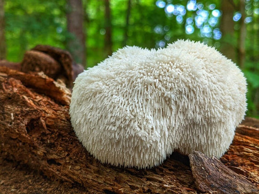 Descubre la Melena de León: El Hongo que Potencia Tu Cerebro y Salud