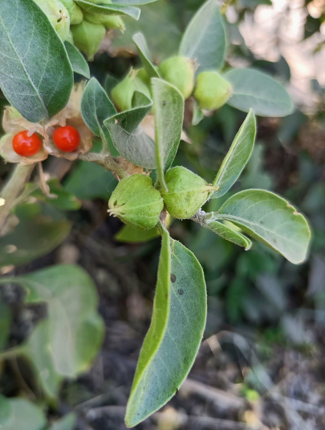 ¿La ashwagandha una raíz milagrosa?